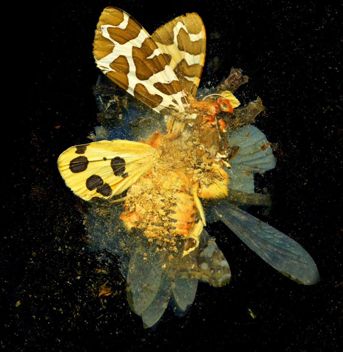 Mat Collishaw Insecticide
